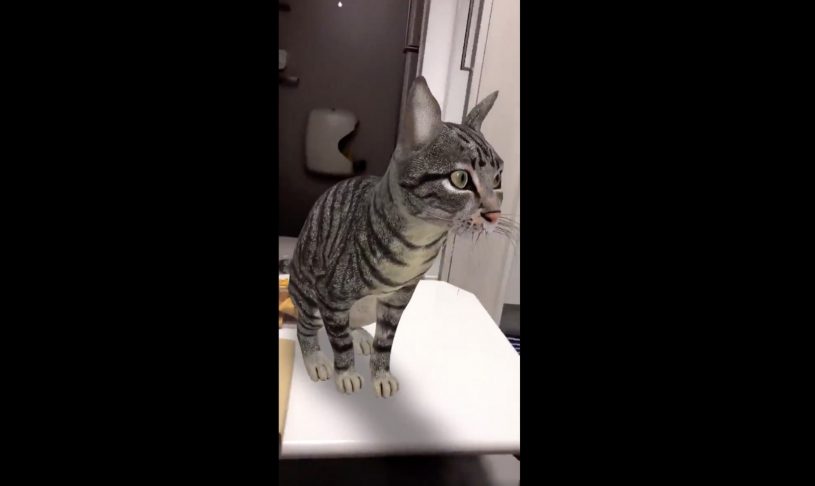 Googleで「ネコ」って検索すると、ARネコちゃんが出現