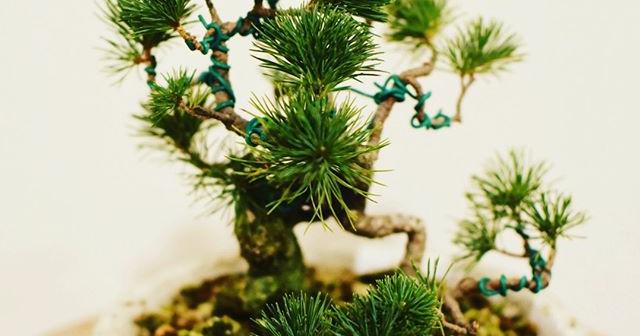 鉢を落としてしまった五葉松。 嫁や友達が応急処置として鉢を入れ替えてくれた