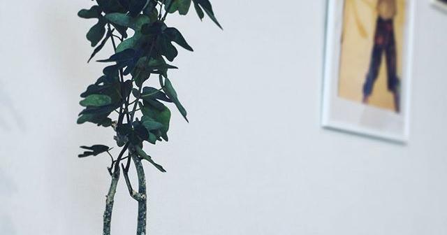 今年は良い形を保てたので大満足！アデニアステイローサ