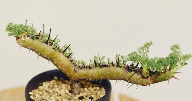 今年はぐっと大きくなりそうな予感サルコカウロン・ヘレー
