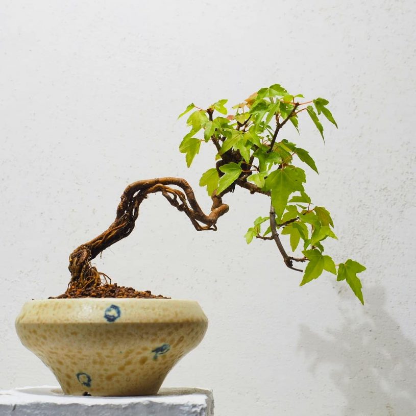 表参道・ネスパス新潟館 にぼんさい屋ときさん