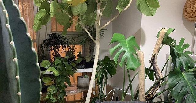 家の中に植物避難したら部屋が埋まった。