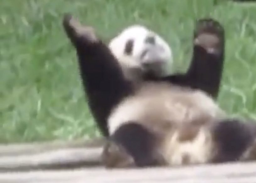 何かを呼び寄せるパンダが話題