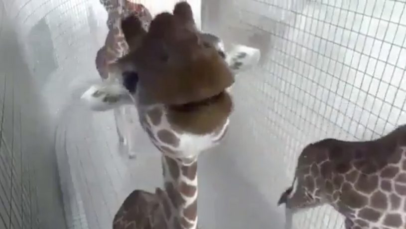 ファンサービスを忘れないキリン