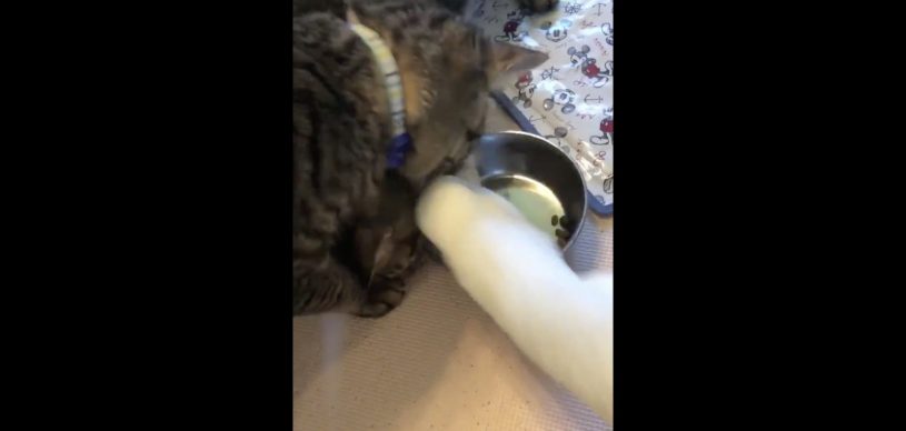 猫と一緒に餌を食べるアヒルの速度ｗｗｗ