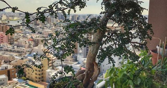 かなり大きくなったオペルクリカリアデカリー