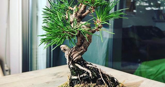 ぼんさい屋ときさんで購入した黒松