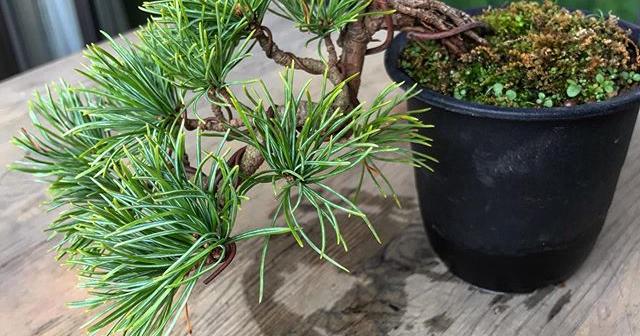 9月ごろに上野グリーンクラブで購入した五葉松