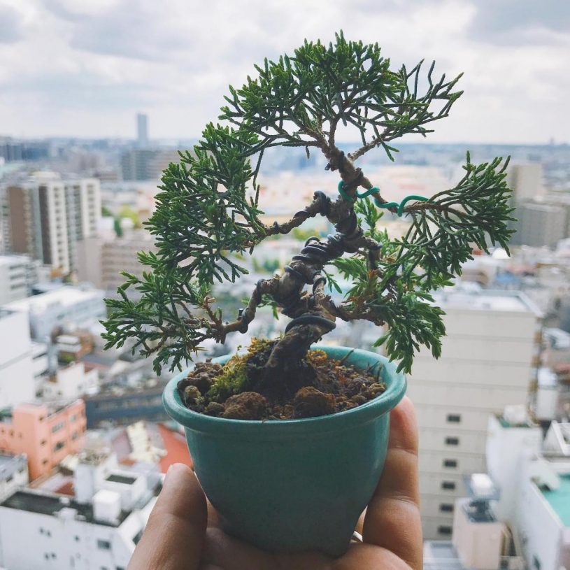 昨年ヤフオクで購入した素材の糸魚川真柏。根がぎっしりだったので少し小さな器に入れた。