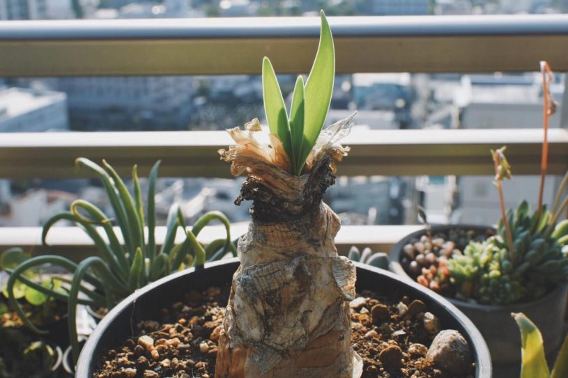 根がぱんぱんだったので少し大きめの鉢に入れ替えました。 ブーファンディスティチャ