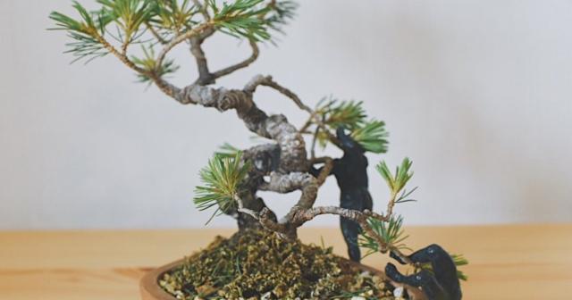 小さな鉢に入れすぎた元気がなかったの少し大きな鉢に入れた五葉松