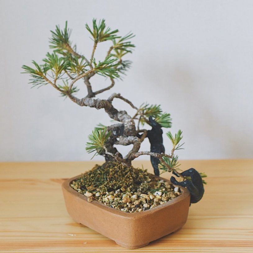 小さな鉢に入れすぎた元気がなかったの少し大きな鉢に入れた五葉松