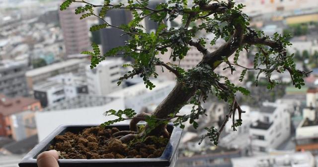 盆栽風に植えたオペルクリカリア・デカリー