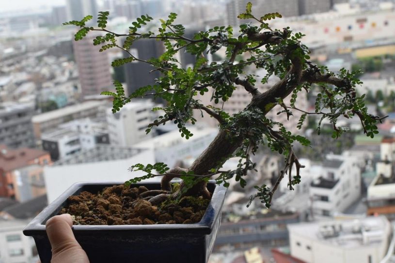 盆栽風に植えたオペルクリカリア・デカリー