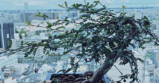 盆栽風に仕立てたオペルクリカリアデカリー