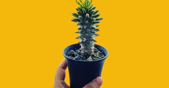 機械学習を駆使するフランスのデベロッパが作った「画像切り抜きアプリ」がいい感じ！