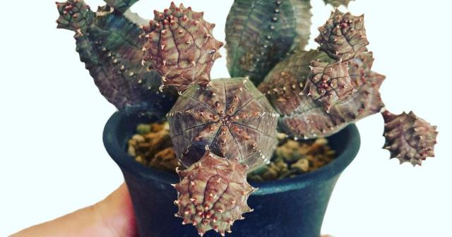 ユーフォルビア・オベサどうやって株分けすればいいんだろうか？