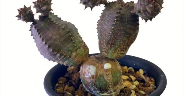 ユーフォルビア・オベサどうやって株分けすればいいんだろうか？ 切り取り編