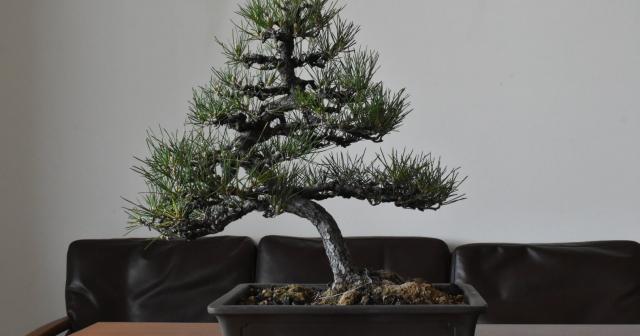 春を迎えた90歳のおじいさんから頂いた黒松