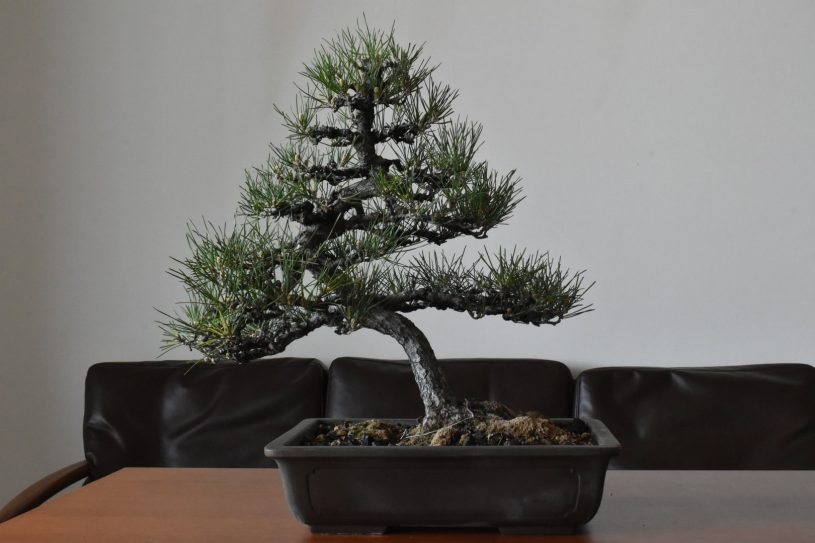 春を迎えた90歳のおじいさんから頂いた黒松