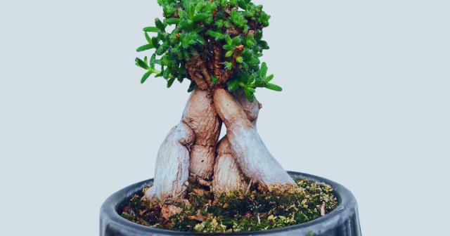 トリコディアデマの春の姿