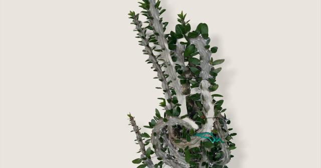 長く伸びすぎぎるので曲げ続けてるアローディア・プロセラ