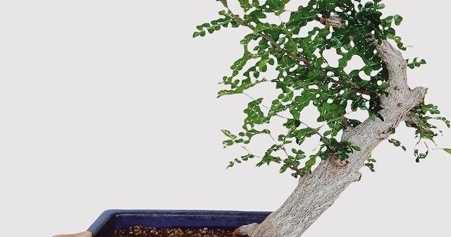 芽が出るのが遅かったがそこからの展開が速いオペルクリカリア・デカリー