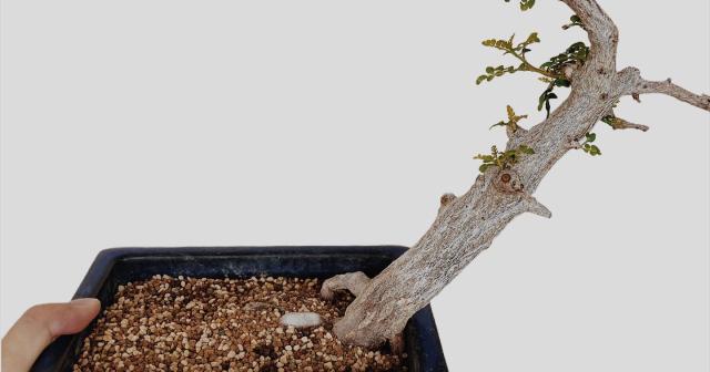 なかなか芽が出てこなかったオペルクリカリア・デカリー