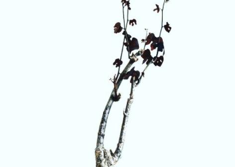 つる状の枝が一気に伸び始めた。アデニアステイローサ