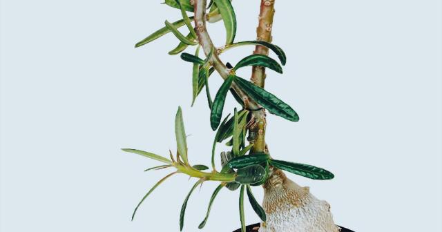 パキポディウム・サキュレンタム２年ぶりに葉が展開