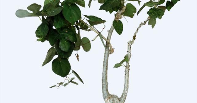 葉っぱがいい感じに生い茂ってきたアデニア・ステイローサ　2021