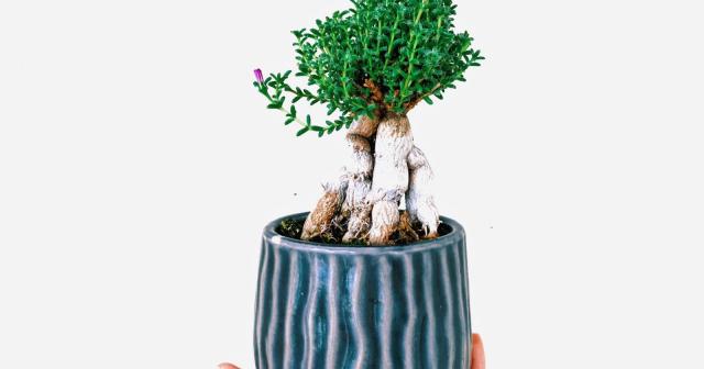 トリコディアデマ・ブルボスムに花が咲いた