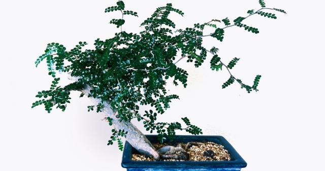 購入から４年目のオペルクリカリア・デカリー