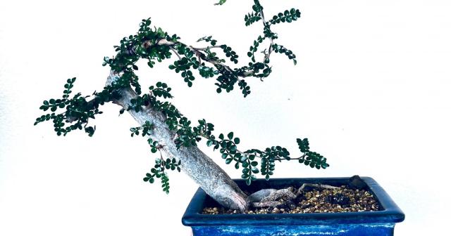 盆栽風に剪定したオペルクリカリア・デカリー