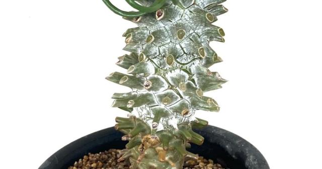 チレコドン・ワリチーが冬に入り芽がでてきた！２つ出たぞ！