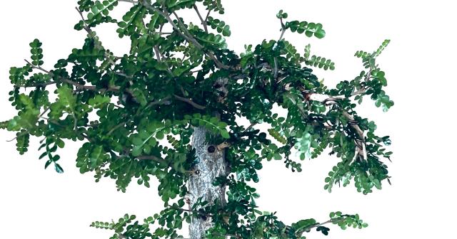 オペルクリカリア・デカリーを太くする管理方法