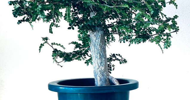 オペルクリカリア・デカリーを太くする２