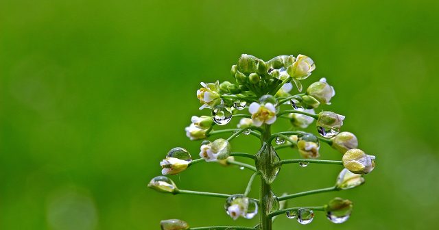 よく見ればなづな花咲く垣根かな
