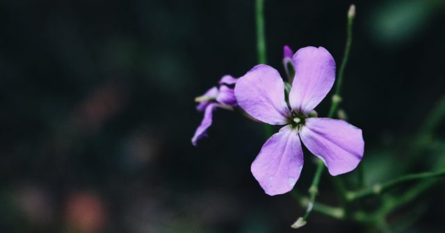 山路来て何やらゆかしすみれ草