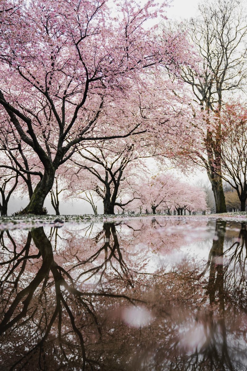 春の花見を楽しむために用意するもの