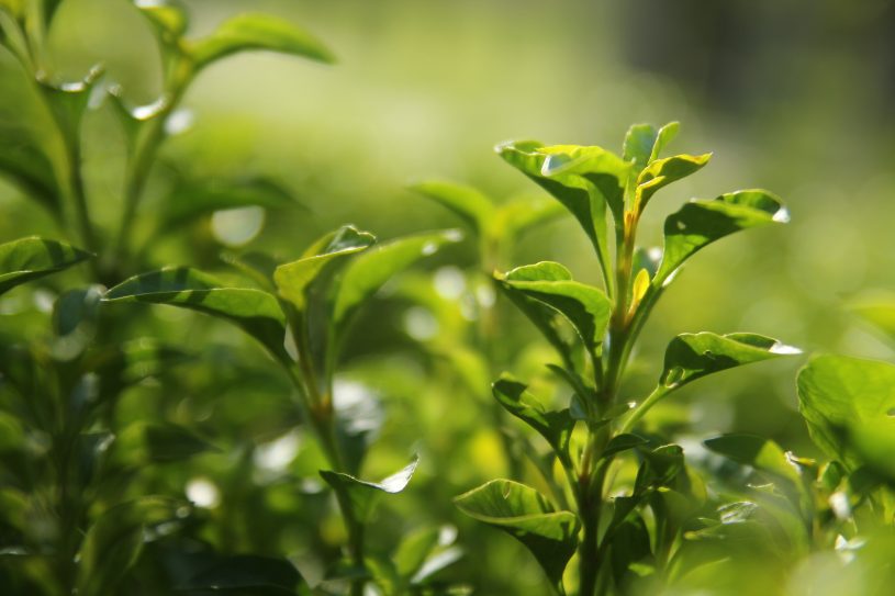 急須でお茶を淹れる際の注意点