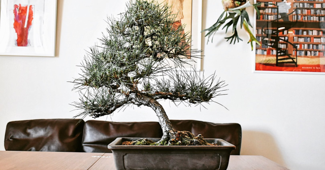 盆栽枯らしたらもったいない！北谷養盛園の北谷さんがツイッターで黒松の芽切りのタイミングのアドバイスしてくれるよ！