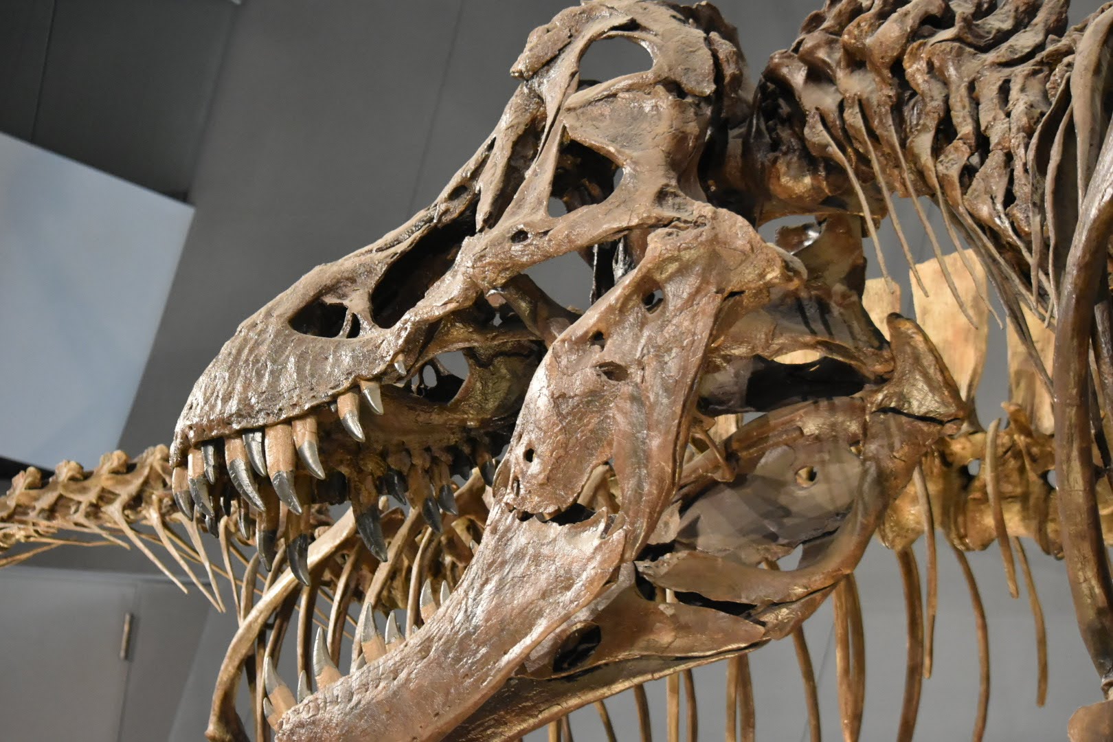 館内で見た恐竜の大きな骨格展示