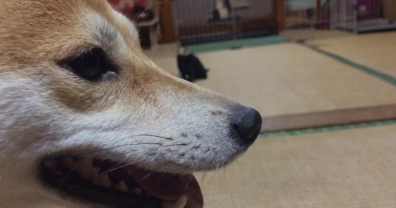 狩の練習をする子猫に付き合わされる柴犬が優しくてかわいい！！