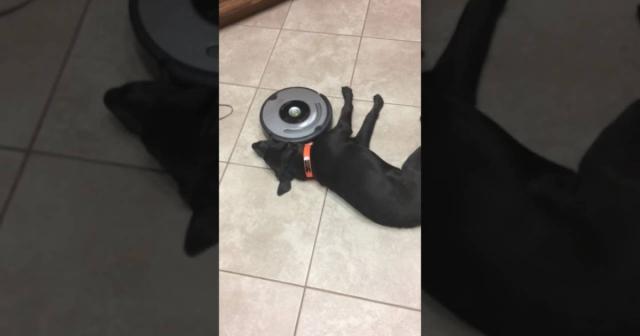 怠け者の犬と周りを掃除するルンバｗｗｗｗ