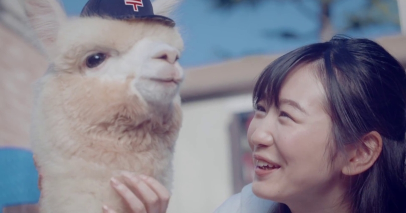 ゆうパックCMにまじめなアルパカが登場