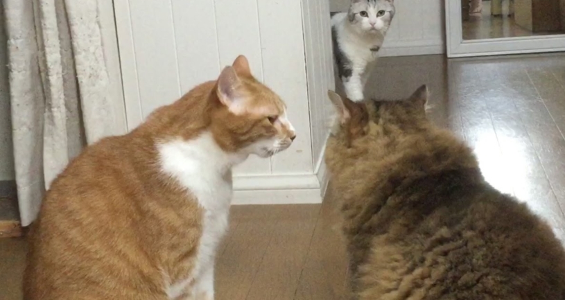 猫同士の喧嘩→３匹目のねこがとばっちりを受けるｗｗｗ