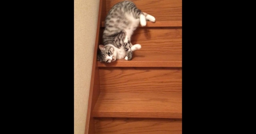 流れるように落ちていく猫→猫は液体の可能性ｗｗｗｗｗ