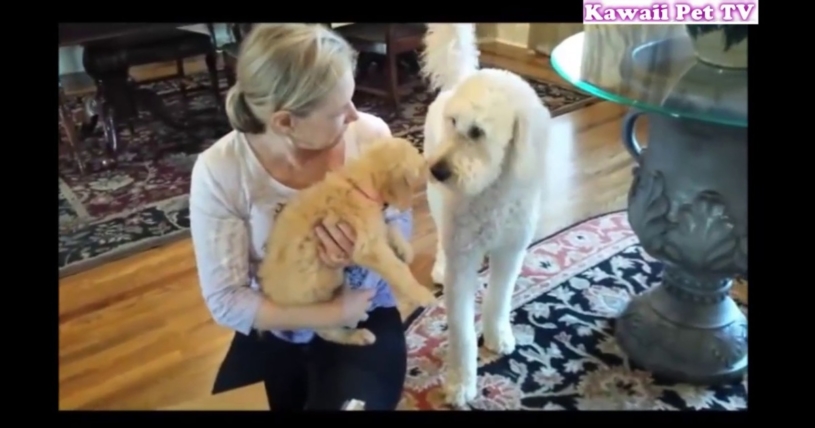 誕生日にサプライズのプレゼントをもらう犬の反応が超かわいい