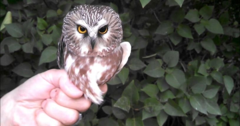 フクロウの首はどうなっているのか？身体が動いているにもかかわらず頭をぶらさない能力